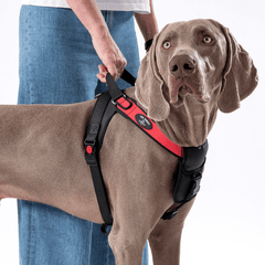Weimaraner-Hund mit Geschirr posiert vor hellem Hintergrund, während eine Person die Leine hält.