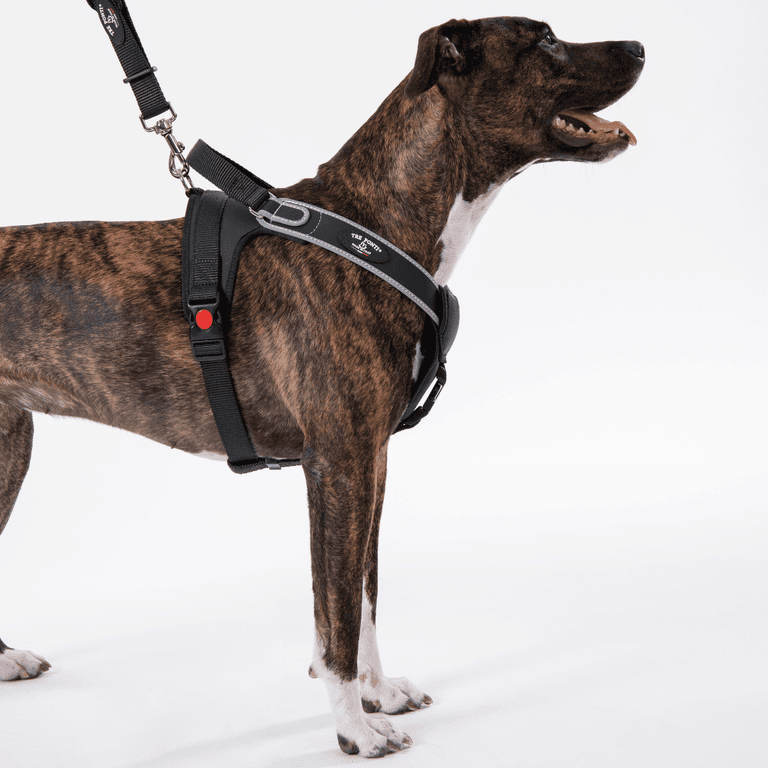 Streifiger Hund trägt geschwärztes Geschirr mit Handgriff, wirkt freundlich in seitlicher Sicht.