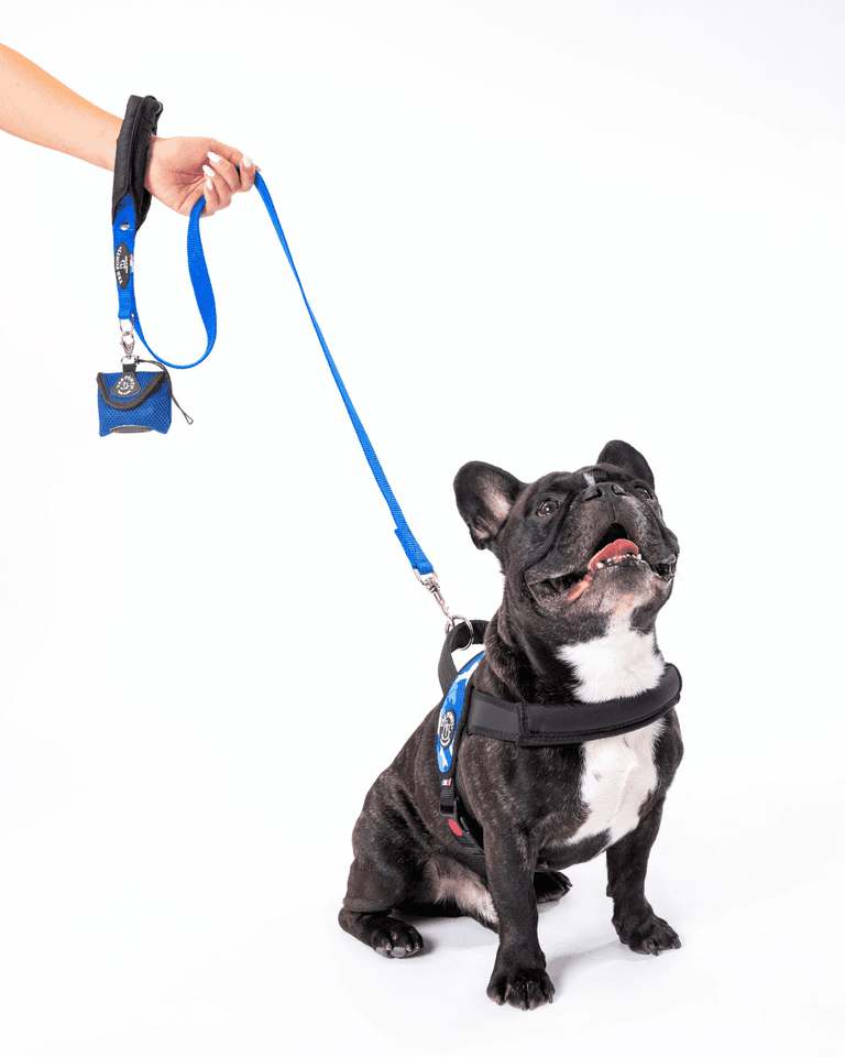 Schwarz gefleckte Französische Bulldogge im Geschirr mit einer blauen Leine und passendem Zubehör.