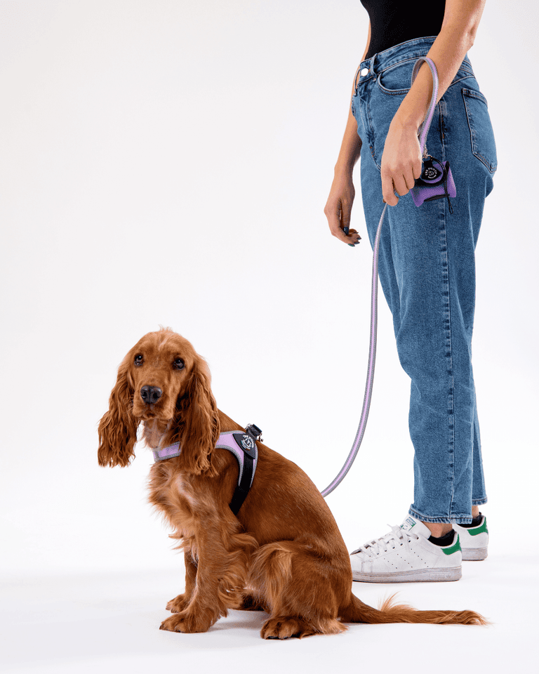 Person mit Hundeleine und Cocker Spaniel im schwarzen Geschirr auf hellem Hintergrund.