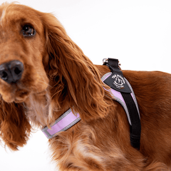 Hund im rosa Geschirr mit reflektierenden Elementen und Mr. Power Logo, braune Fellfarbe.