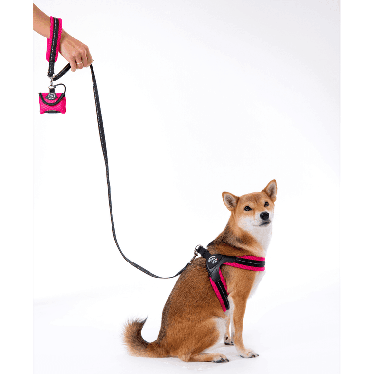 Shiba Inu mit pink-schwarzem Geschirr und passender Leine, sitzt aufrecht und blickt in die Kamera.