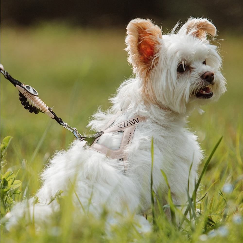 Kleiner Hund mit seidigem Fell in grünem Gras, trägt ein helles Brustgeschirr und ist an einer Leine befestigt.