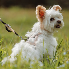 Kleiner Hund mit seidigem Fell in grünem Gras, trägt ein helles Brustgeschirr und ist an einer Leine befestigt.