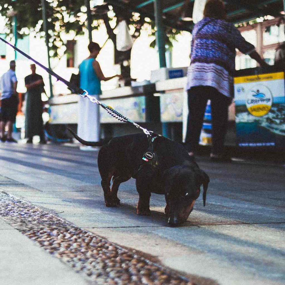 Kleiner brauner Hund an der Leine schnüffelt auf dem Gehweg; im Hintergrund sind Stände und Menschen zu sehen.