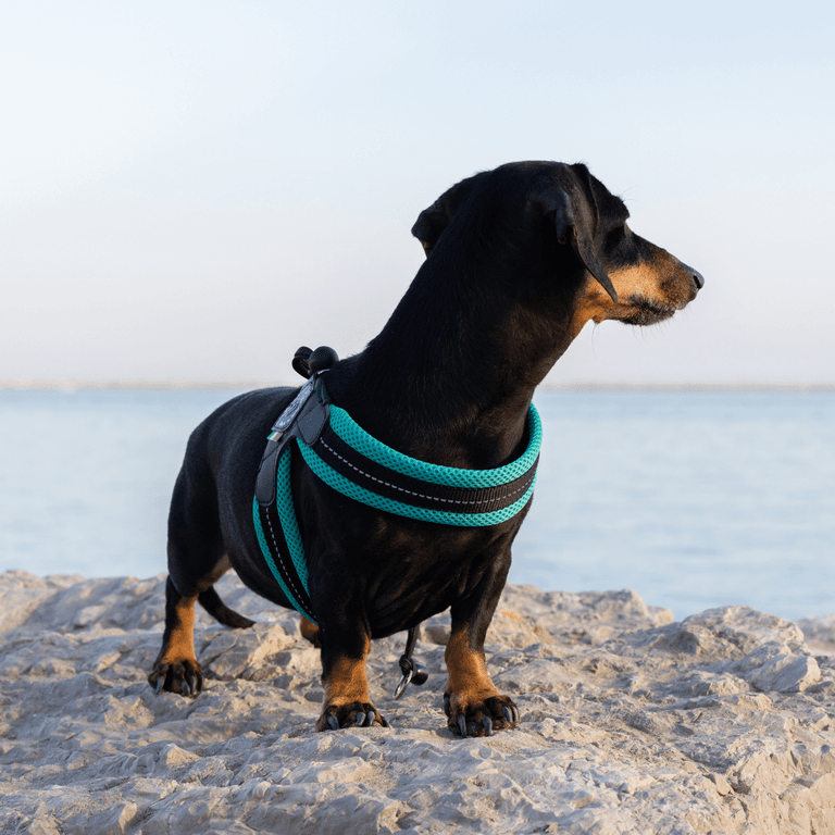 Dackel im tealfarbenen Geschirr schaut auf das Wasser, umgeben von Himmel und Natur.