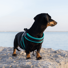 Dackel im tealfarbenen Geschirr schaut auf das Wasser, umgeben von Himmel und Natur.