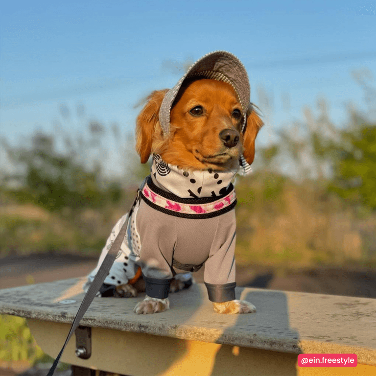 Kleiner Hund im grauen Polka-Dot-Outfit und pinker Leine, steht im hohen Gras mit einer süßen Mütze.