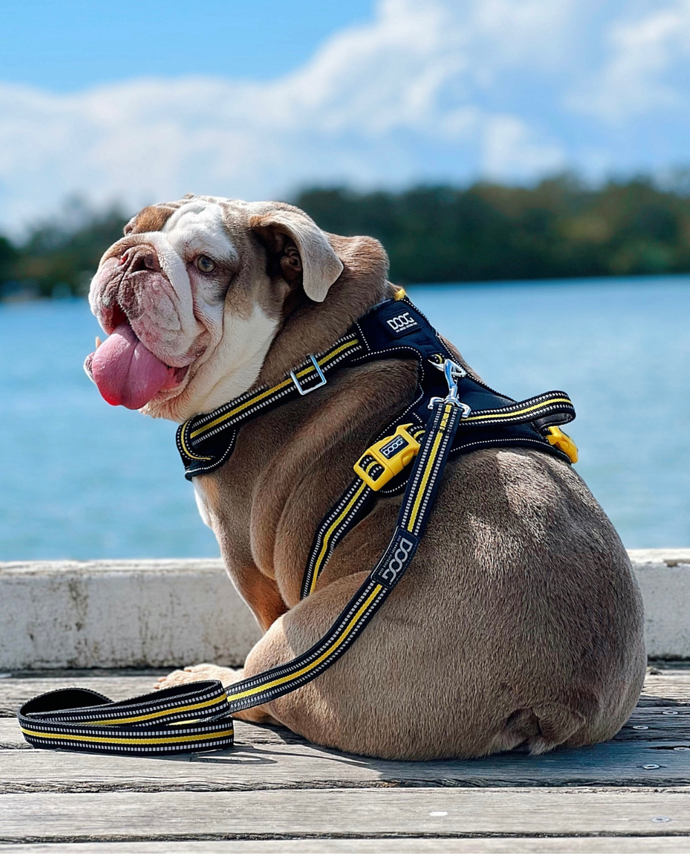Bulldogge auf Holzsteg mit schwarzem Geschirr und gelben Akzenten, im Hintergrund Gewässer und Himmel.