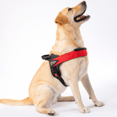 Gelber Labrador im roten, gepolsterten Hundegeschirr sitzt seitlich und schaut nach oben.