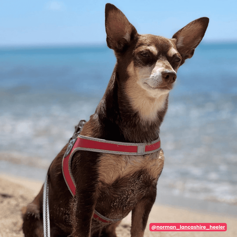 Kleiner Hund mit braun-weißem Fell und rotem Geschirr am Strand vor blauem Wasser.