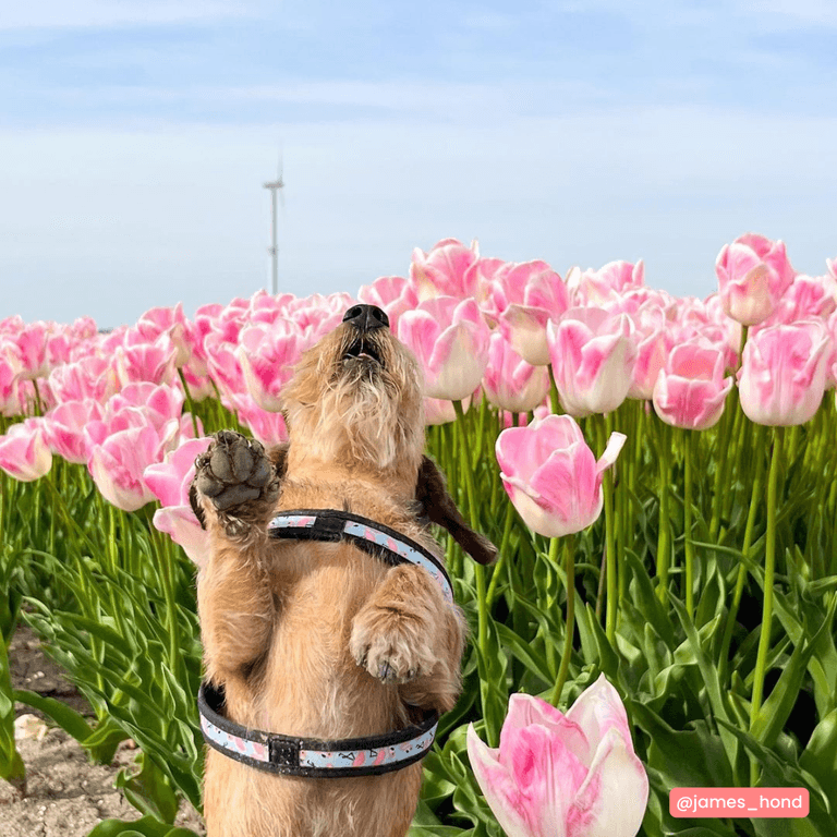 Hund steht auf Hinterbeinen in Feld mit rosa Tulpen, hebt Vorderpfote, im Hintergrund blühende Tulpen und Windrad.