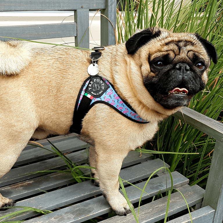 Mops mit buntem Geschirr auf einer Holzbank vor grünen Pflanzen, zeigt sein typisches, süßes Gesicht.