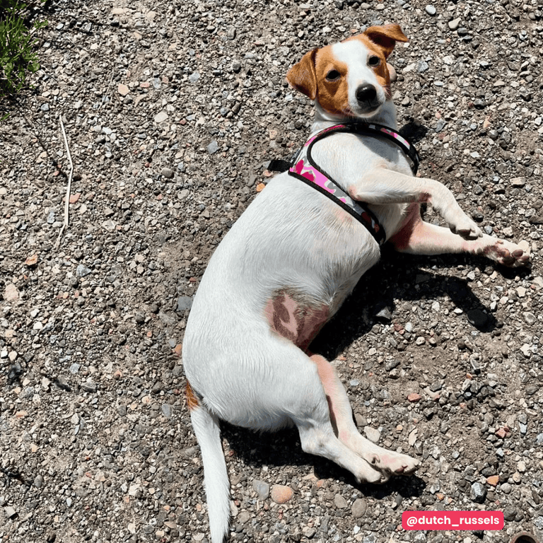 Kleiner Hund mit weißem Fell und braunen Flecken liegt entspannt auf Kiesweg, trägt ein Geschirr.