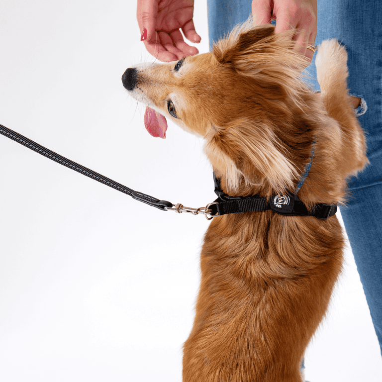 Kleiner brauner Hund mit schwarzer Leine und Geschirr, während eine Person ihn liebevoll streichelt.