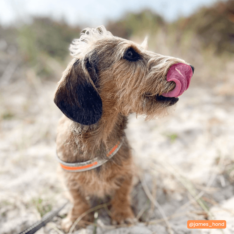 Brauner Dackel leckt sich die Nase in der Natur, umgeben von grünen Pflanzen und unscharfem Sand.