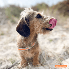 Brauner Dackel leckt sich die Nase in der Natur, umgeben von grünen Pflanzen und unscharfem Sand.