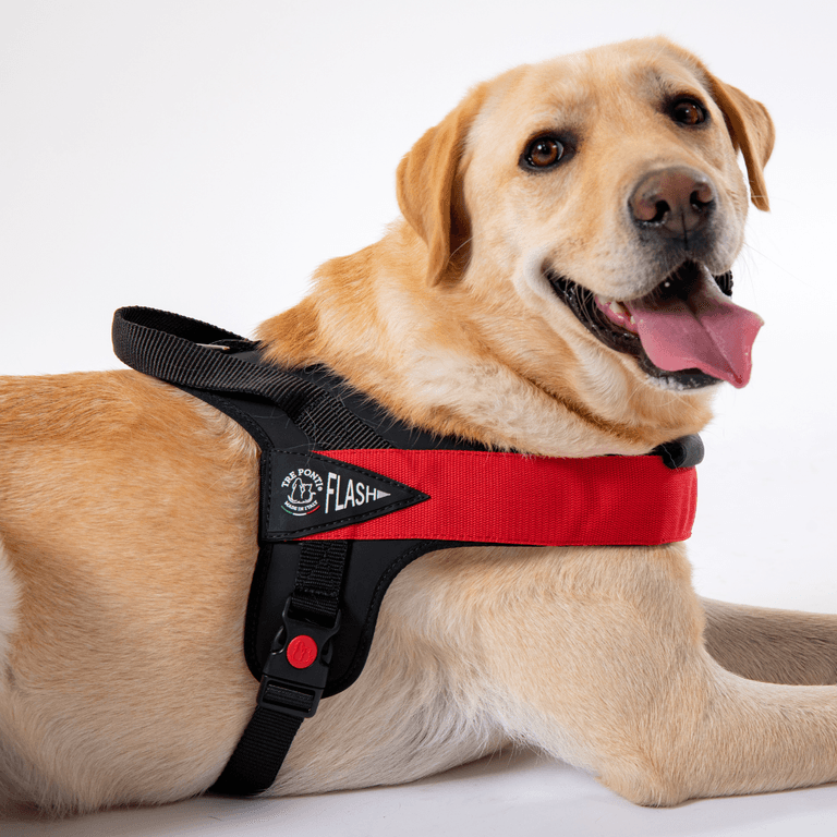 Labrador entspannt im rot-schwarzen Geschirr mit gepolstertem Griff auf weißem Hintergrund.