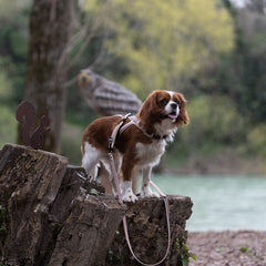Cavalier King Charles Spaniel mit Geschirr und Leine auf Baumstumpf, umgeben von Bäumen und einem Fluss.