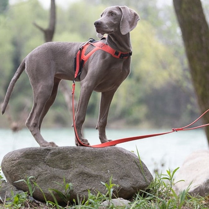 Grauer Hund mit rotem Geschirr und Leine auf Stein, umgeben von Bäumen und Wasser, im Naturpark.