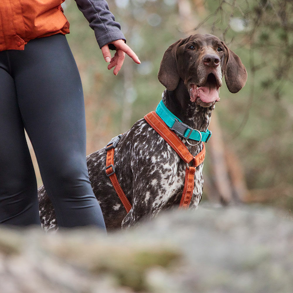 Hundehalsband Casual half ECO – zusätzliche Produktansicht 7