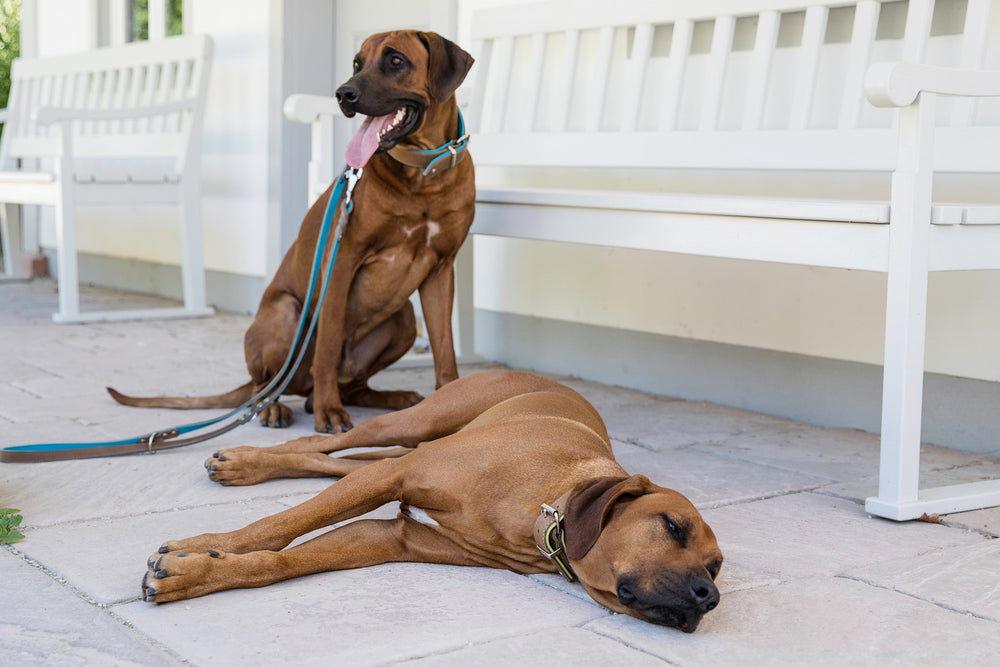 Zwei Hunde mit ähnlicher Rasse, einer steht mit Lederleine und Halsband, der andere liegt entspannt auf einer weißen Bank.