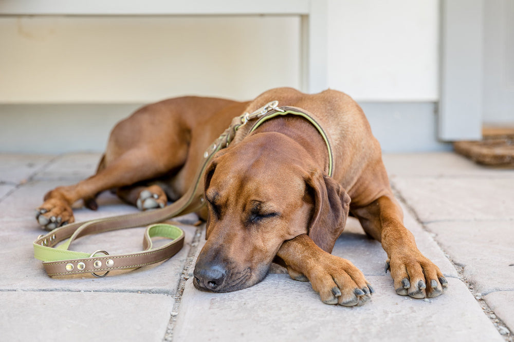 Schlafender Hund mit braunem Fell, trägt ein Halsband, auf hellem gepflastertem Boden liegend.