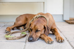 Schlafender Hund mit braunem Fell und Halsband, neben einer Lederleine Klassik Premium in Mokka auf gepflastertem Boden.