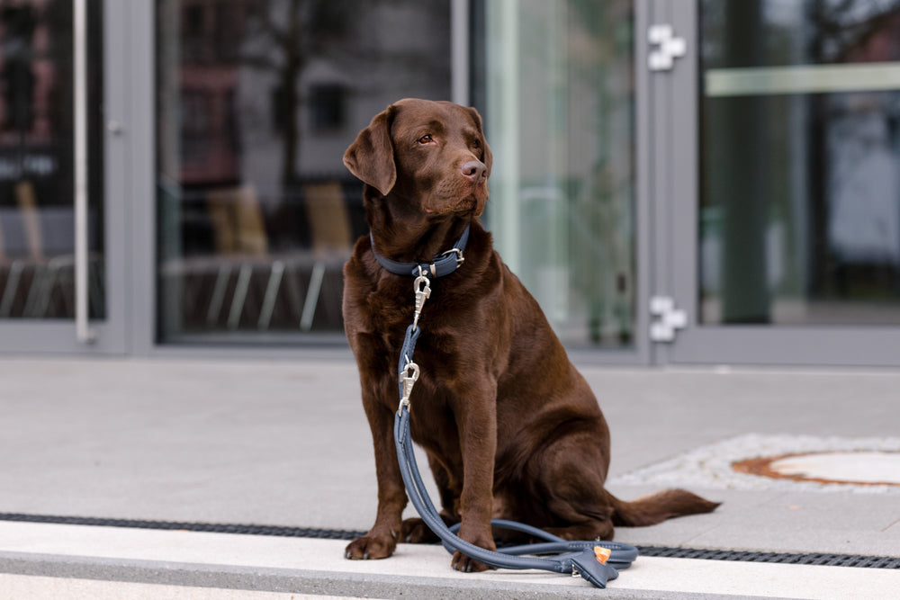 Brauner Labrador sitzt vor modernem Gebäude, mit Halsband und Lederleine Rundgenäht 2m in urbaner Umgebung.