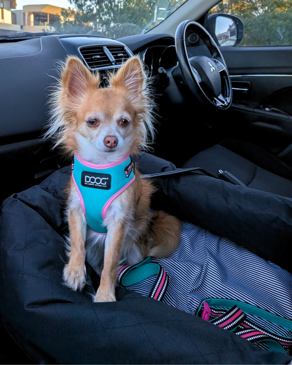 Kleiner Chihuahua im türkisfarbenen Neoflex Geschirr auf einer Hundematratze im Auto, aufmerksam in die Kamera schauend.