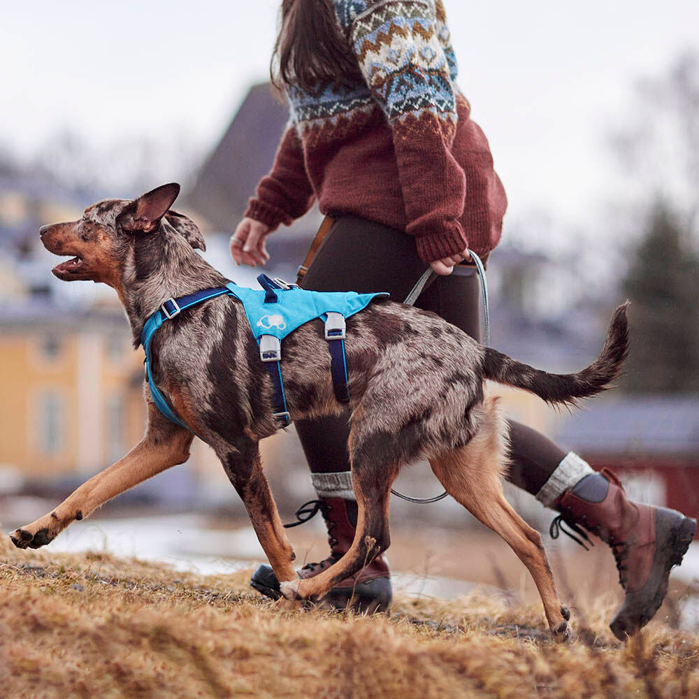 Hundegeschirr Safeguard Harness ECO – zusätzliche Produktansicht 4