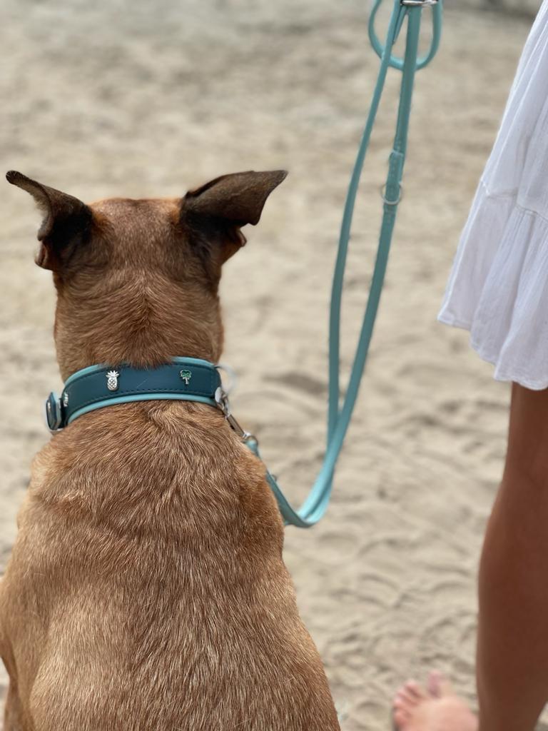 Braunhaariger Hund mit hellblauem Halsband und Leine, steht neben Person in weißem Kleid.