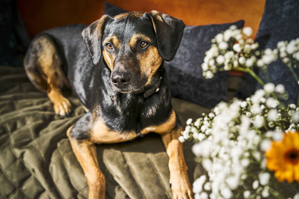 Strapazierfähige Hundedecke OXFORD in edler Samtoptik, perfekt für stilvolle Wohnräume und gemütliche Hundemomente.