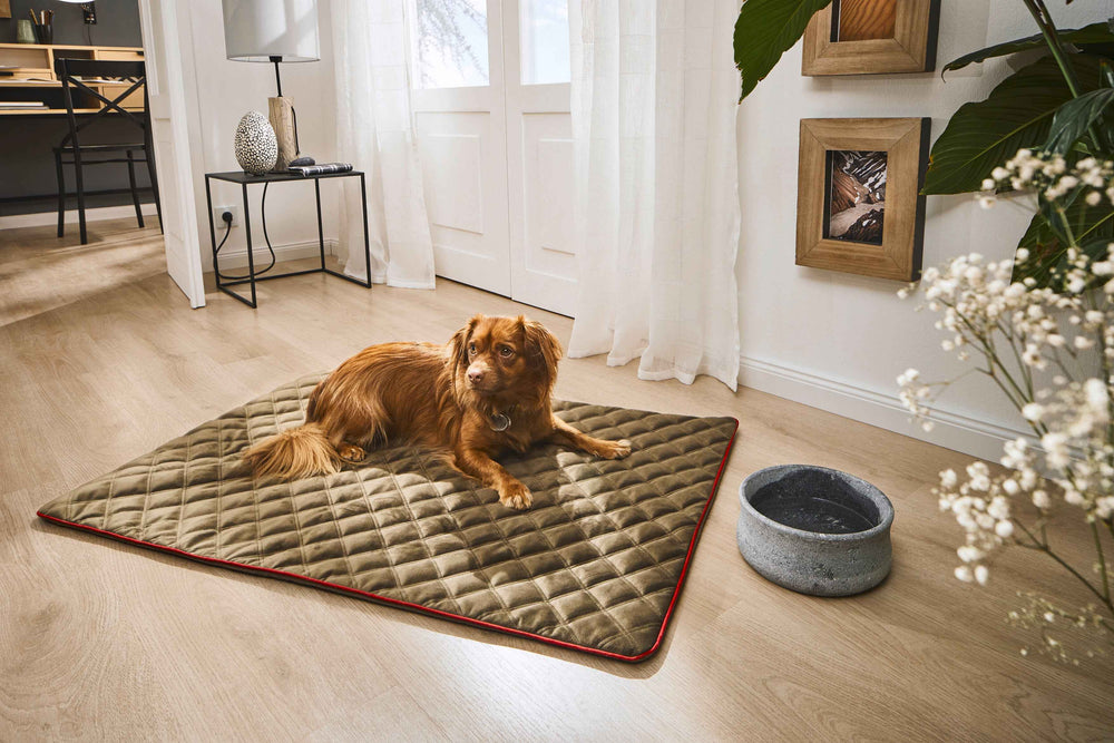 "Strapazierfähige Hundedecke OXFORD in Samtoptik, gemütlich im modernen Wohnraum drapiert, begleitet von einem Hundenapf."