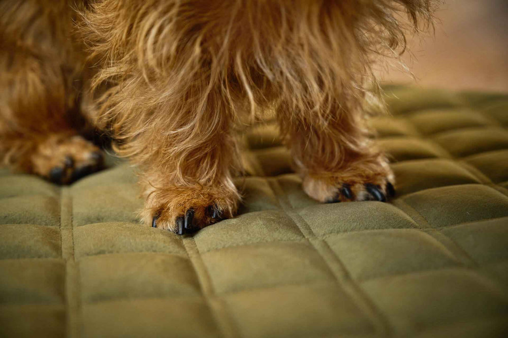 Strapazierfähige Hundedecke OXFORD in edler Samtoptik, perfekte Unterlage für entspannte Hunde.