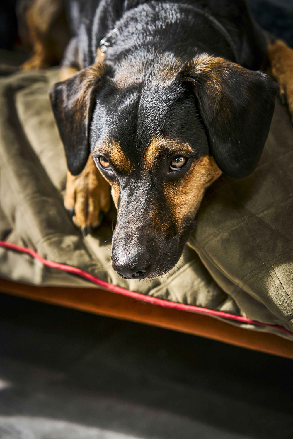 Strapazierfähige Hundedecke OXFORD in edler Samtoptik, ideal für gemütliche Momente mit Ihrem Hund.