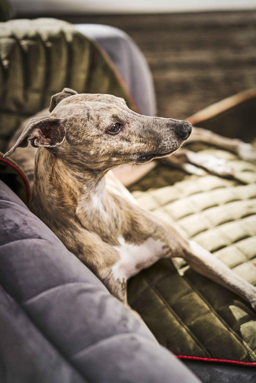 Strapazierfähige Hundedecke OXFORD in edler Samtoptik, grüner Decke mit Hund auf Couch in gemütlicher Atmosphäre.
