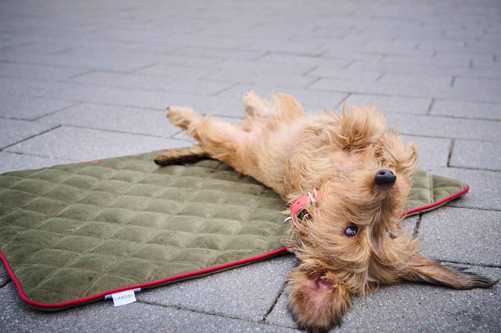 Entspannter Hund auf eleganter OXFORD Decke in Samtoptik, grüne Matte mit roten Rändern, grauer Steinuntergrund.