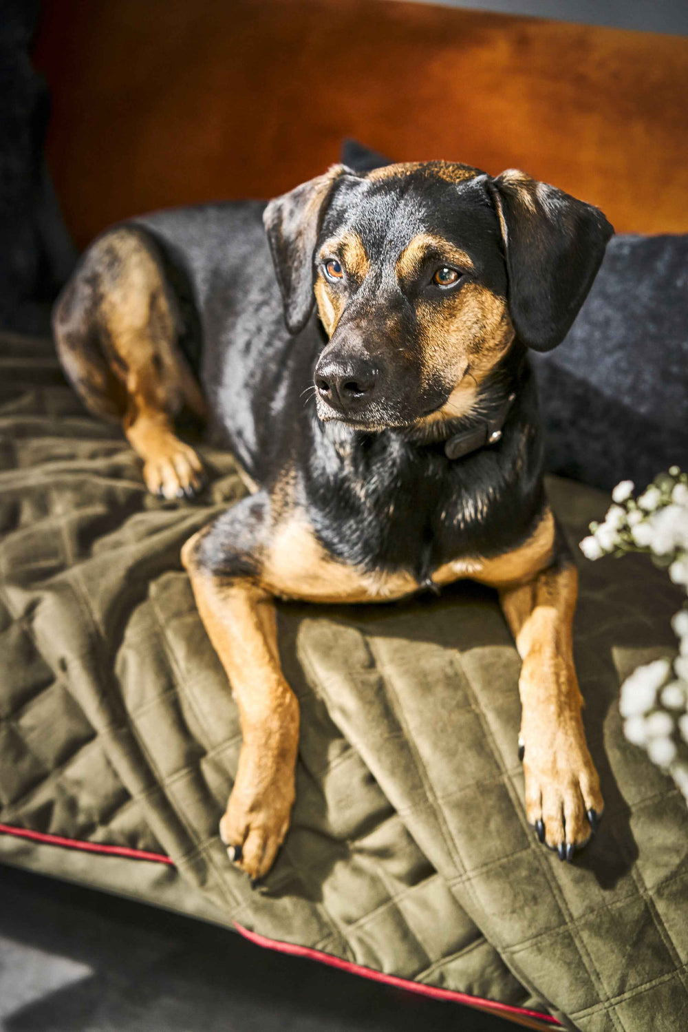 Hund auf strapazierfähiger OXFORD Hundedecke in Samtoptik, vor braunem Sofa und stilvoller Dekoration.
