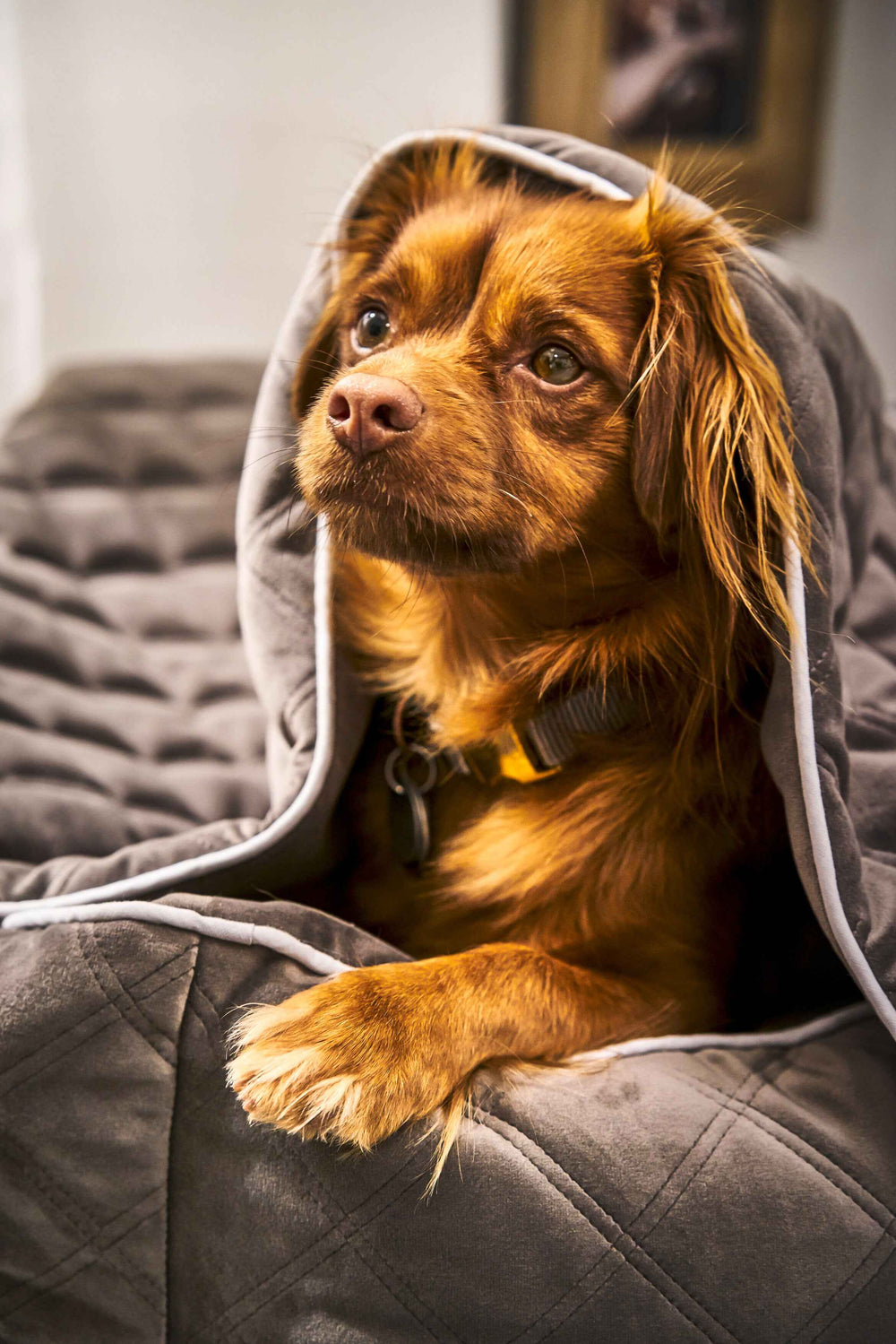 "Strapazierfähige Hundedecke OXFORD in edler Samtoptik mit braunem Hund auf grauem Untergrund."