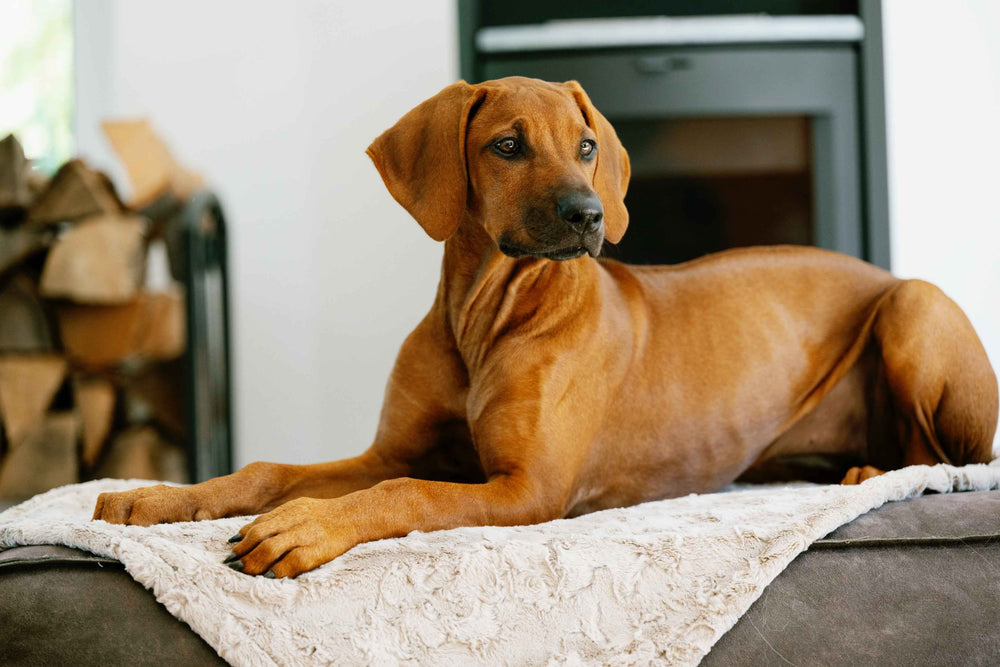 Brauner Hund entspannt auf heller Webpelz-Decke COZY im gemütlichen Kaminambiente.