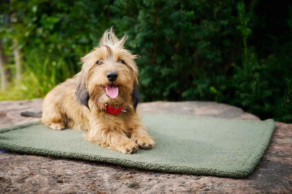 Brauner Hund mit rotem Halsband entspannt auf grünen Teppich, umgeben von Pflanzen, mit Decke TEDDY im Hintergrund.
