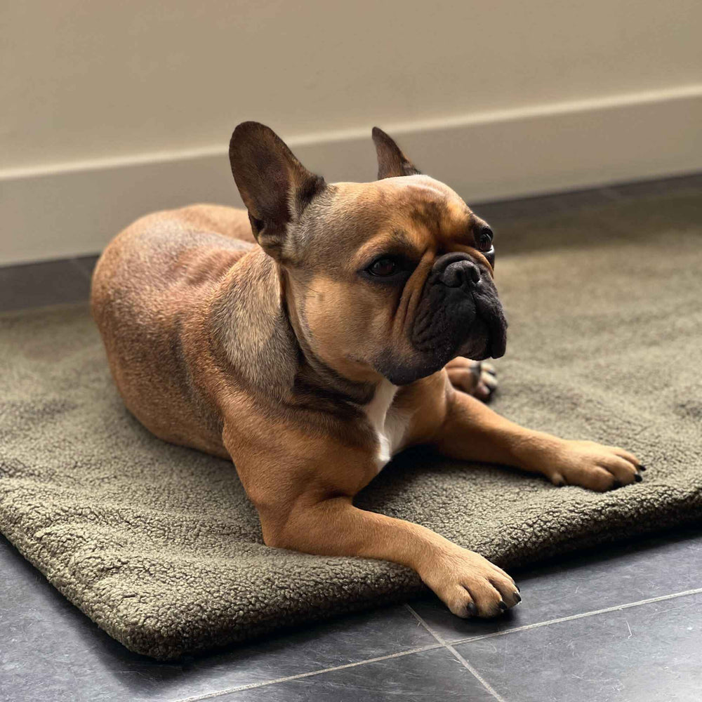 Braun-schwarzer Französischer Bulldogge entspannt auf dunkelgrauer Matte, zeigt ruhigen Ausdruck und aufrechte Ohren.