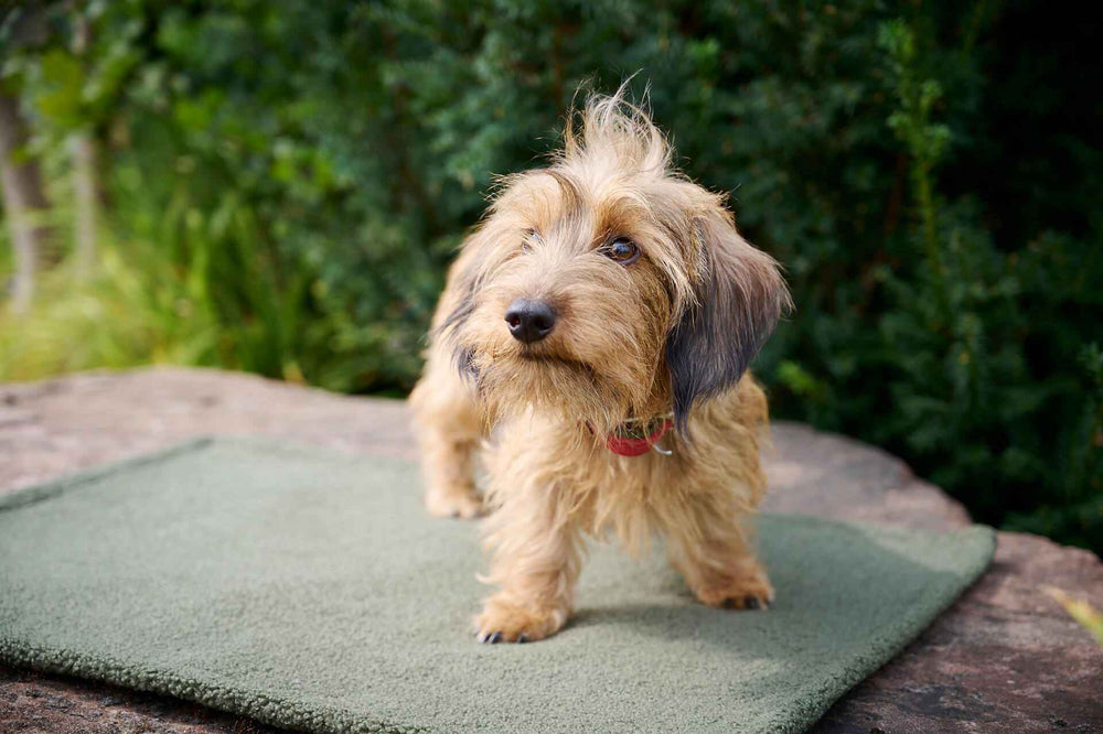 "Strubbeliger Hund mit rotem Halsband auf grüner Teppichdecke TEDDY inmitten von Pflanzen."