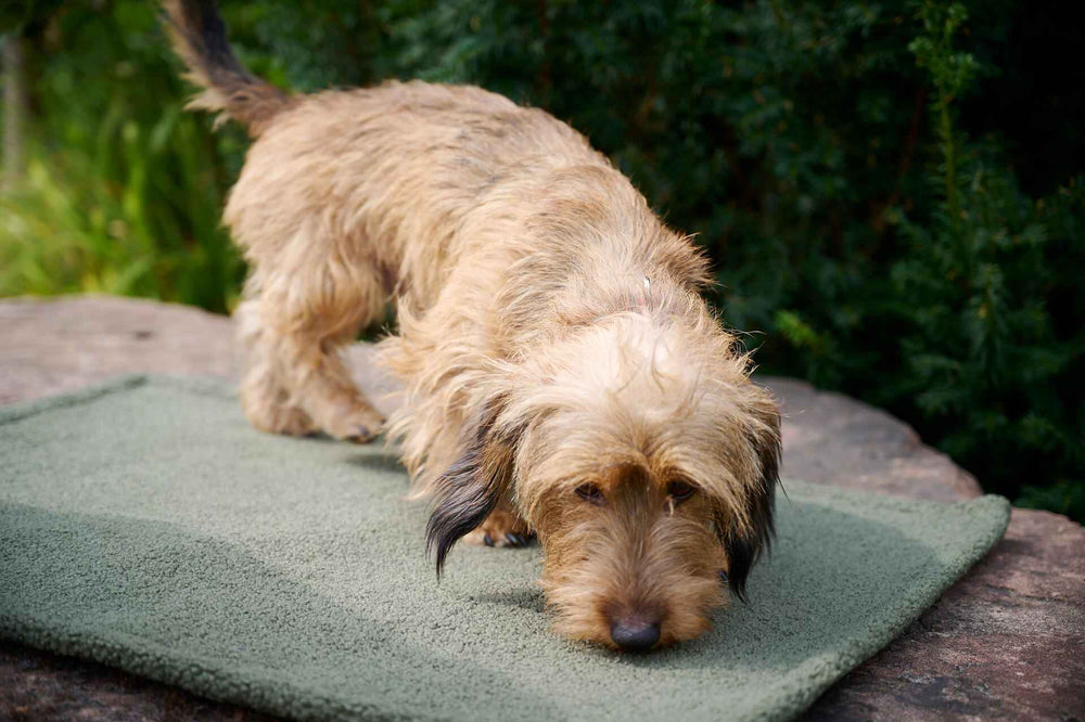 Kleiner zotteliger Hund mit braunem Fell schnüffelt auf grünem Teppich zwischen Pflanzen.