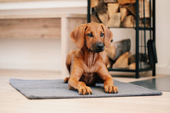Gemütliche Szene mit braunem Hund auf grauem Teppich vor gestapelten Holzscheiten. Perfekt für eine warme Wohlfühlatmosphäre.