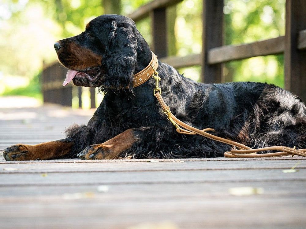 Ruhender Hund mit schwarzem, lockigem Fell und braunem Halsband auf einer Holzbrücke, entspannt mit heraushängender Zunge.