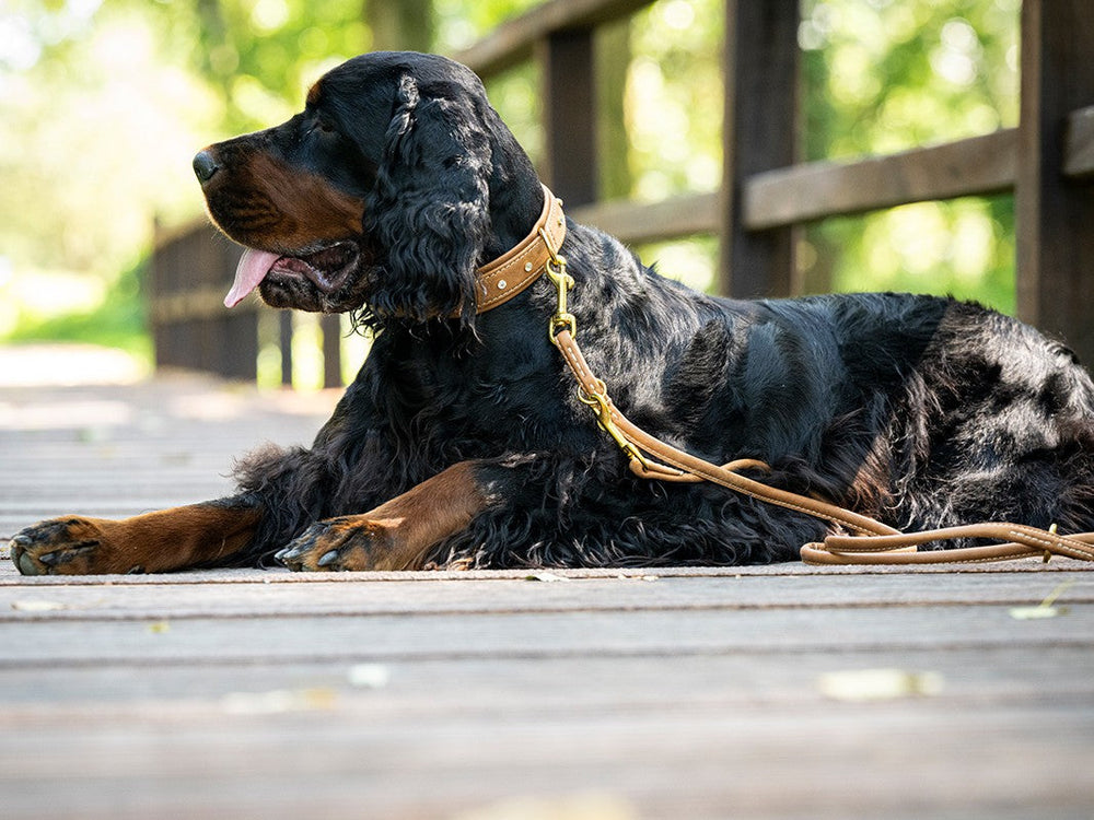 Ruhender Hund mit schwarzem, lockigem Fell und braunem Halsband auf einer Holzbrücke, entspannt mit heraushängender Zunge.