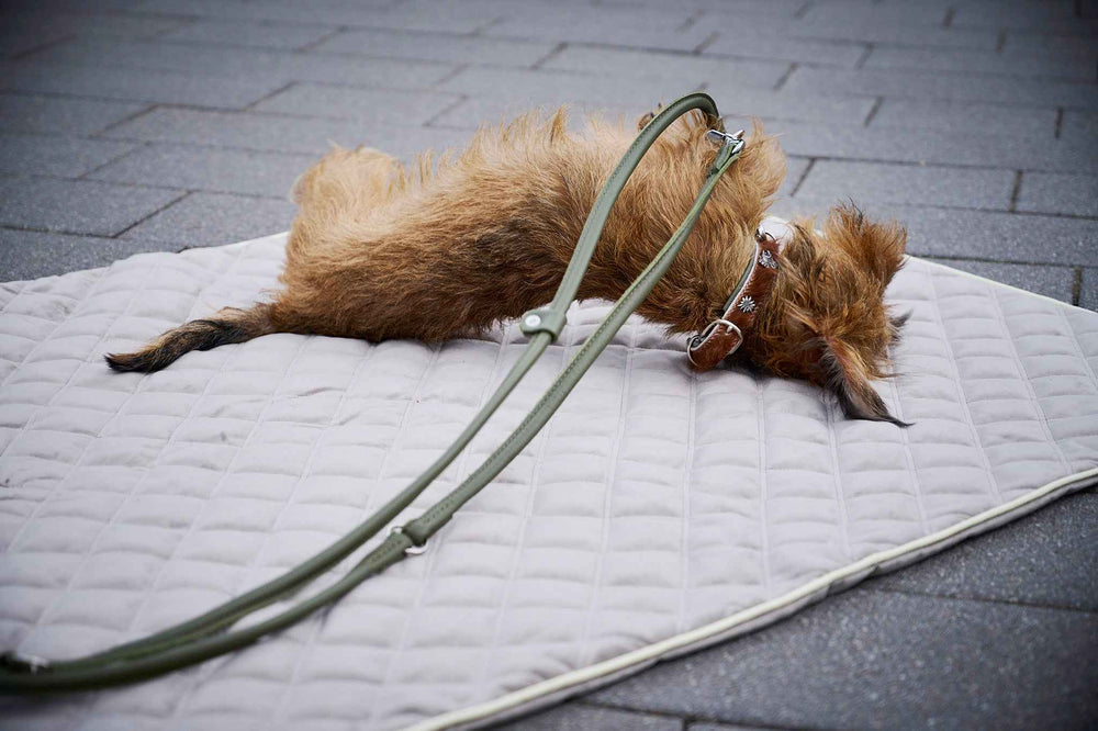 Brauner Hund mit struppigem Fell trägt das exklusive BAVARIA Hundehalsband und grüne Leine auf gepolsterter Unterlage.