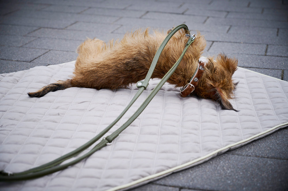 Kleiner Hund ruht auf grauer Unterlage, mit Halsband und Leine, für einen charmanten Auftritt.